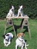 Jack-Russell-Terrier Foto: aisha,alexis,starski und nelli güssen alle ihre welpen (ID 34219) Jack-Russell-Terrier Hund