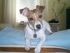 Jack-Russell-Terrier Foto: Leonie (ID 19554) Jack-Russell-Terrier Hund