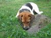 Jack-Russell-Terrier Foto: komm schon raus da! (ID 41457) Jack-Russell-Terrier Hund