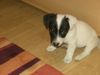 Jack-Russell-Terrier Foto: das ist mein hund nelly mit 8 wochen (ID 40341) Jack-Russell-Terrier Hund