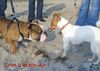 Jack-Russell-Terrier Foto: schwer verliebt.... (ID 20057) Jack-Russell-Terrier Hund