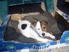 Jack-Russell-Terrier Foto: Hallo Cara (ID 39857) Jack-Russell-Terrier Hund