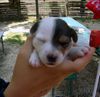 Jack-Russell-Terrier Foto: Cara! (ID 39610) Jack-Russell-Terrier Hund