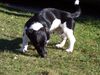 Jack-Russell-Terrier Foto: Carlo`s Wohnstätte (ID 37755) Jack-Russell-Terrier Hund