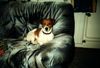 Jack-Russell-Terrier Foto: Hi dass ist unser charly (ID 6921) Jack-Russell-Terrier Hund