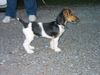 Jack-Russell-Terrier Foto: Chester (ID 1784) Jack-Russell-Terrier Hund