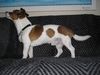 Jack-Russell-Terrier Foto: Zu Hause (ID 8768) Jack-Russell-Terrier Hund