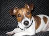 Jack-Russell-Terrier Foto: Zu Hause (ID 8769) Jack-Russell-Terrier Hund