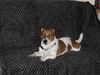 Jack-Russell-Terrier Foto (ID 9603) Jack-Russell-Terrier Hund