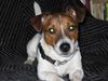 Jack-Russell-Terrier Foto: Ganz entspannt! (ID 8770) Jack-Russell-Terrier Hund