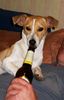 Jack-Russell-Terrier Foto: Ein Radler in Ehren kann niemand ......... (ID 8652) Jack-Russell-Terrier Hund