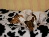 Jack-Russell-Terrier Foto: Sammy u. Mücke (ID 8648) Jack-Russell-Terrier Hund