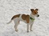Jack-Russell-Terrier Foto: Mücke geb.29.03.2003 (ID 8645) Jack-Russell-Terrier Hund