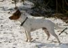 Jack-Russell-Terrier Foto: Sammy geb.01.04.2002 (ID 8643) Jack-Russell-Terrier Hund