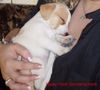 Jack-Russell-Terrier Hund