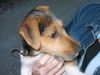 Jack-Russell-Terrier Foto: Conny mit lachendem Chester (ID 1782) Jack-Russell-Terrier Hund