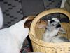 Jack-Russell-Terrier Foto: Conny und Schützling Felix (ID 19749) Jack-Russell-Terrier Hund