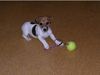 Jack-Russell-Terrier Foto: Csipi (ID 32020) Jack-Russell-Terrier Hund
