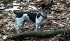 Jack-Russell-Terrier Foto: Cindy 1Jahr alt (ID 21374) Jack-Russell-Terrier Hund