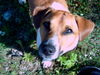 Jack-Russell-Terrier Foto: Moritz, 3 Jahre alt (ID 25910) Jack-Russell-Terrier Hund
