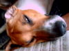 Jack-Russell-Terrier Foto: Moritz, 3 Jahre alt (ID 25911) Jack-Russell-Terrier Hund