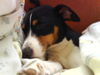 Jack-Russell-Terrier Foto: Unser maus Lotti (ID 37866) Jack-Russell-Terrier Hund