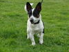 Jack-Russell-Terrier Foto: Spike mit 8 Monaten (ID 33943) Jack-Russell-Terrier Hund