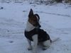 Jack-Russell-Terrier Foto: Nico im Wintermantel (ID 18008) Jack-Russell-Terrier Hund