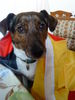 Jack-Russell-Terrier Hund