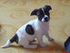 Jack-Russell-Terrier Foto: Unser Jack (ID 30401) Jack-Russell-Terrier Hund