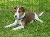 Jack-Russell-Terrier Foto: Jacky 2 (ID 16258) Jack-Russell-Terrier Hund