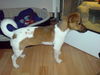 Jack-Russell-Terrier Foto: Sky bewacht die Bartagamen (ID 40380) Jack-Russell-Terrier Hund