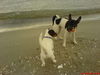 Jack-Russell-Terrier Foto: Ostsee ist schön, Flame und Scrat (ID 38773) Jack-Russell-Terrier Hund