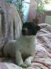 Jack-Russell-Terrier Foto: Mein Liebling (ID 43862) Jack-Russell-Terrier Hund