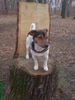 Jack-Russell-Terrier Foto: Nico im Wald (ID 41608) Jack-Russell-Terrier Hund