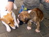 Jack-Russell-Terrier Foto: Unsere Jacky und Boxer (ID 40763) Jack-Russell-Terrier Hund