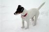Jack-Russell-Terrier Foto: Polly im Schnee (ID 18360) Jack-Russell-Terrier Hund