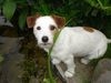 Jack-Russell-Terrier Hund