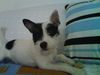 Jack-Russell-Terrier Foto: Das ist Merlin. Er ist 4 Monate alt und kann schon richtig gut hören. Er liebt das Schmusen, aber besonders das Spielen mit dem Stöckchen im Freien. (ID 40751) Jack-Russell-Terrier Hund