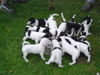 Jack-Russell-Terrier Foto: jackys unter sich (ID 30364) Jack-Russell-Terrier Hund