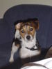 Jack-Russell-Terrier Foto: Merlin (ID 30344) Jack-Russell-Terrier Hund