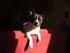 Jack-Russell-Terrier Hund