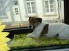 Jack-Russell-Terrier Foto: Das ist mein Lieblingsplatz-Ich heiße Max (ID 21392) Jack-Russell-Terrier Hund