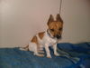 Jack-Russell-Terrier Foto: Hallo, ich bin der Rocky und 18 Wochen alt (ID 25652) Jack-Russell-Terrier Hund