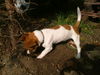 Jack-Russell-Terrier Foto: Hallo, hier Rocky gleich hab ich die Maus (ID 25653) Jack-Russell-Terrier Hund