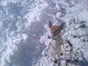 Jack-Russell-Terrier Foto: Hallo, wieder der Rocky bin jetzt 11 Monate alt (ID 30099) Jack-Russell-Terrier Hund