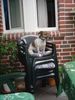 Jack-Russell-Terrier Foto: SO hoch hinaus kam ich schon! (ID 23607) Jack-Russell-Terrier Hund
