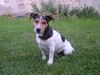 Jack-Russell-Terrier Hund