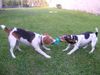 Jack-Russell-Terrier Hund