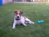 Jack-Russell-Terrier Hund